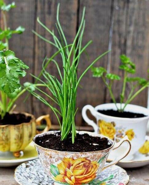 عکس ایده جالب گلخانه