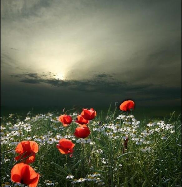 عکس جالب طبیعی