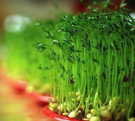 عکس سبزه عید