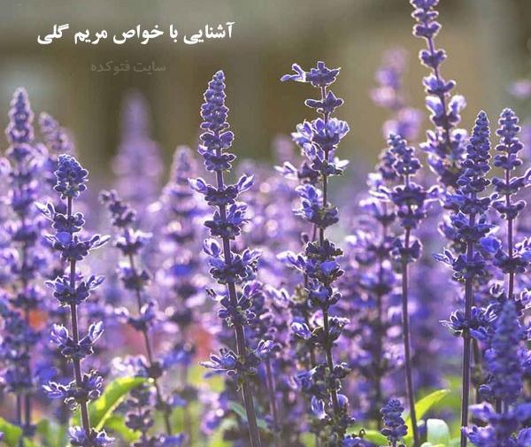 عکس مریم گلی کوهی