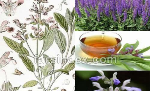 عکس مریم گلی کوهی