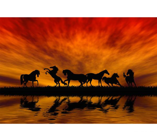 عکس اسب در غروب افتاب