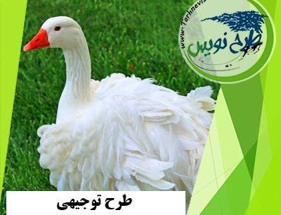 عکس عروس غاز
