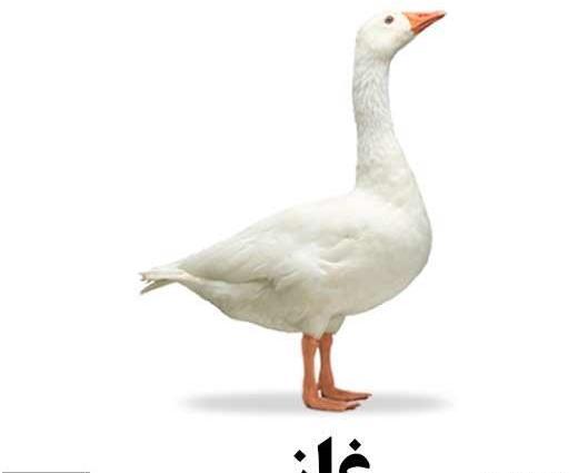 عکس عروس غاز