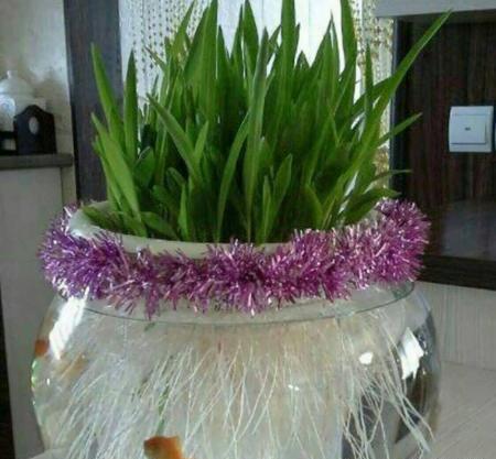 عکس سبزه ی عید واقعی