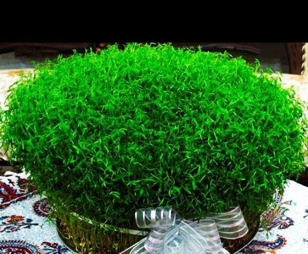 عکس سبزه ی عید واقعی