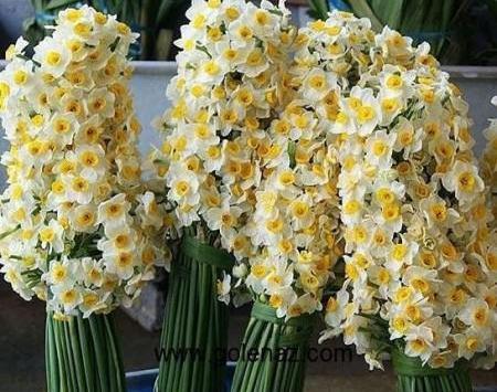 عکس گل نرگس زیبا