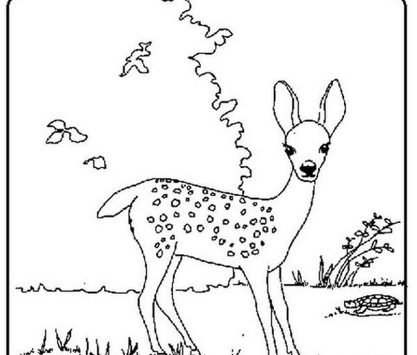 عکس آهو بچه گانه