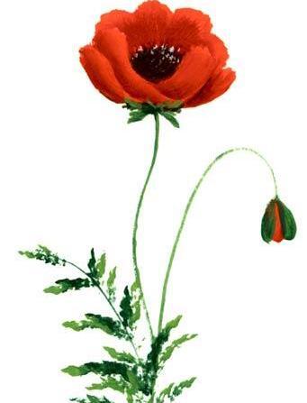 عکس شقایق کوهی