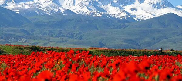 عکس شقایق کوهی