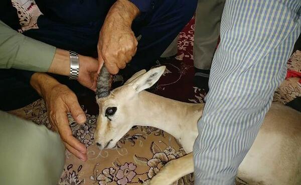 عکس آهوی تیر خورده