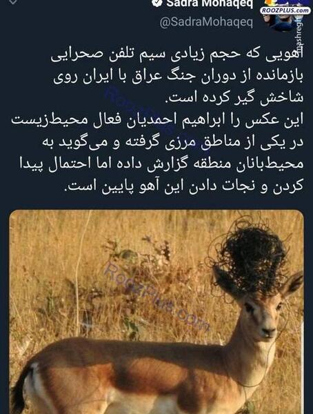 عکس آهوی تیر خورده