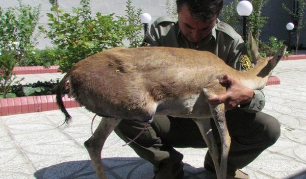 عکس آهوی تیر خورده