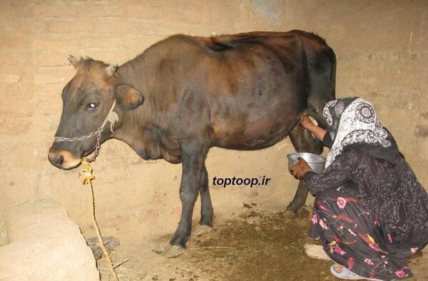 عکس گاو تک شاخ