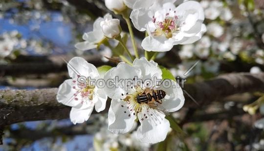 عکس شکوفه سفید بهاری