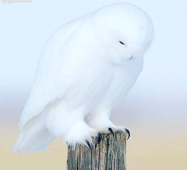 عکس جغد سفید