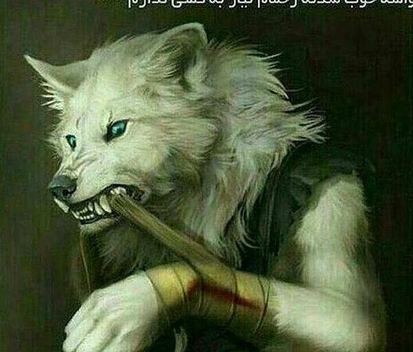 عکس گرگ فیک