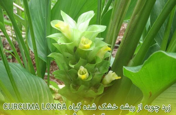 عکس گل زردچوبه
