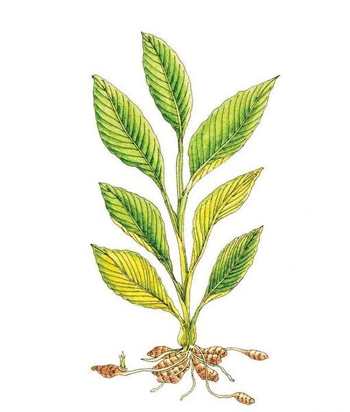 عکس گل زردچوبه