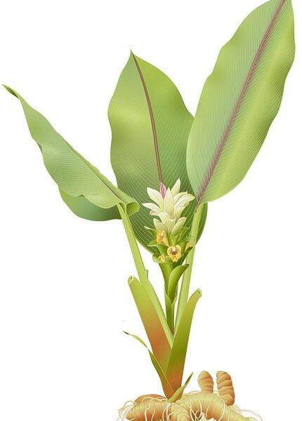 عکس گل زردچوبه