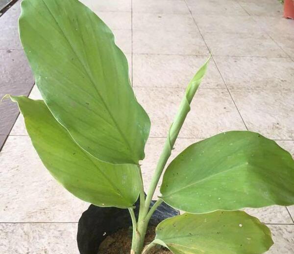 عکس گل زردچوبه
