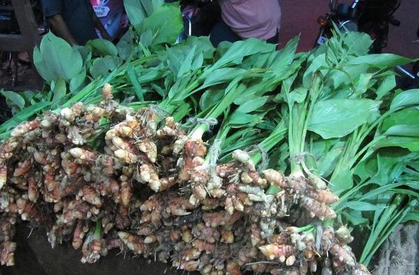 عکس گل زردچوبه