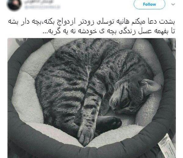 عکس هانیه توسلی و گربه اش