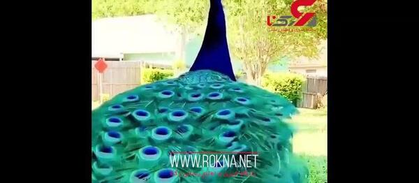عکس طاووس ترسناک