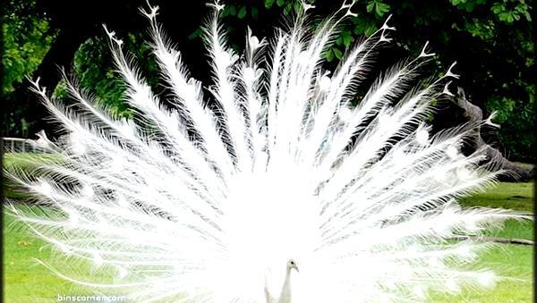 عکس طاووس ترسناک