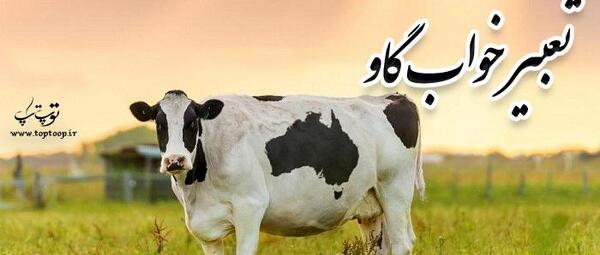 عکس گاو کوچک