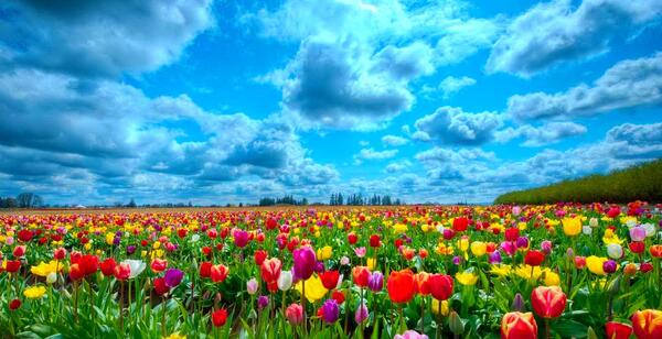 عکس گل لاله اچ دی