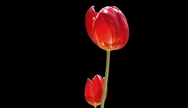 عکس گل لاله اچ دی