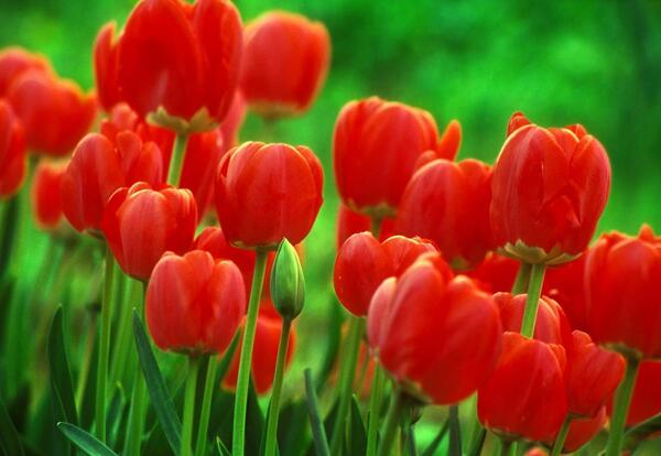 عکس گل لاله اچ دی