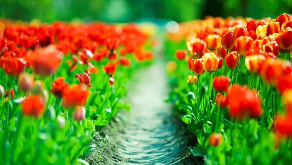 عکس گل لاله اچ دی
