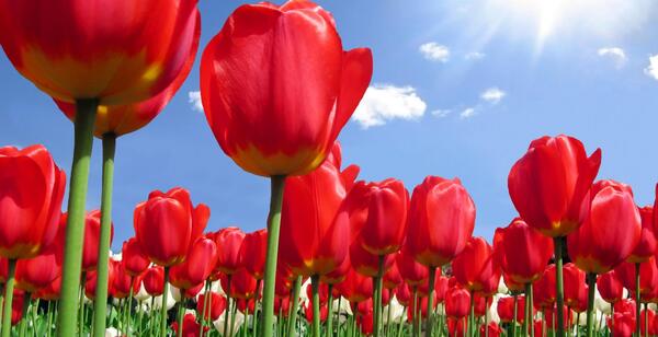 عکس گل لاله اچ دی