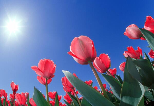 عکس گل لاله اچ دی