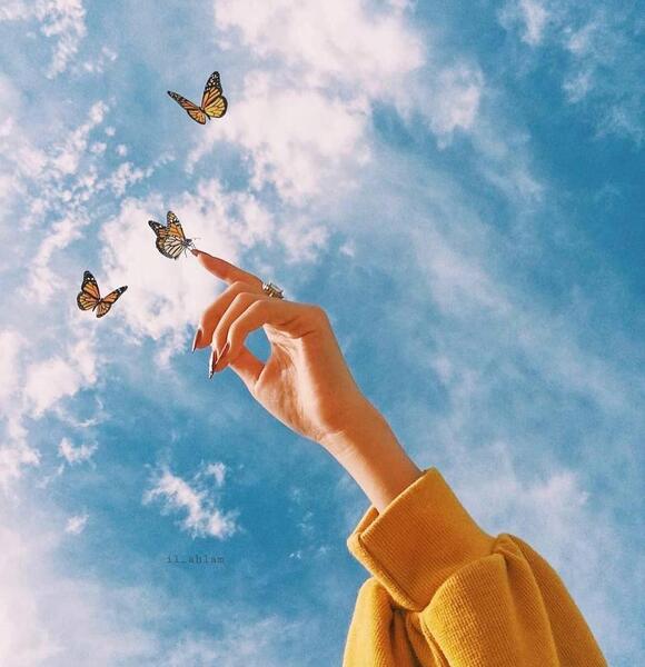 عکس پروانه شیک برای پروفایل
