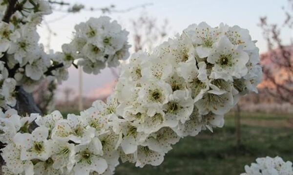عکس شکوفه آلو