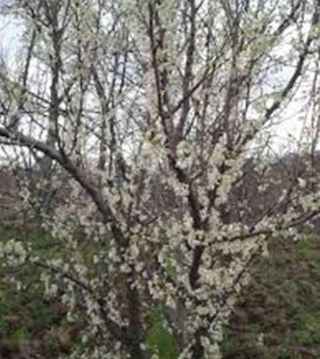عکس شکوفه آلو