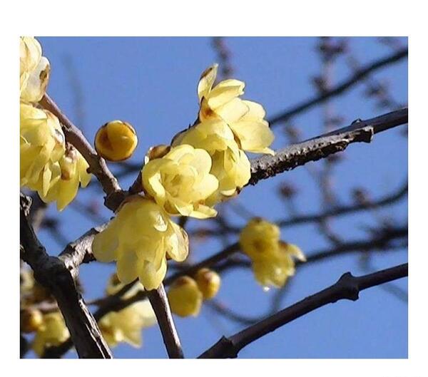 عکس شکوفه آلو