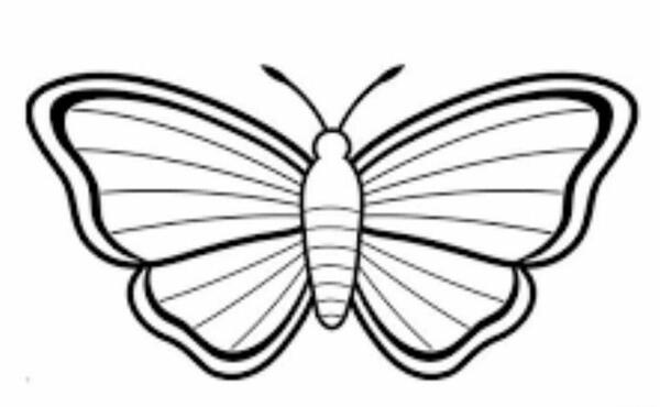 عکس پروانه ساده برای نقاشی