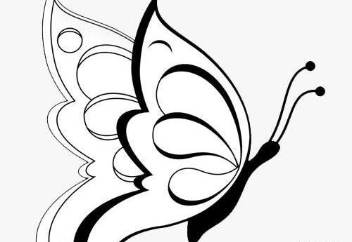عکس پروانه ساده برای نقاشی