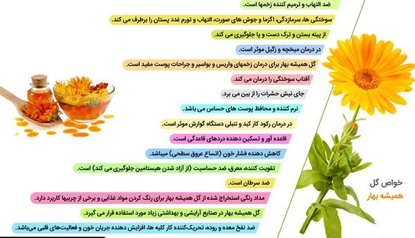 عکس گل همیشه بهار