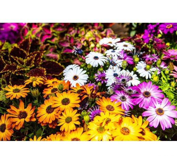 عکس گل همیشه بهار