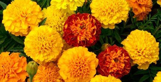 عکس گل همیشه بهار