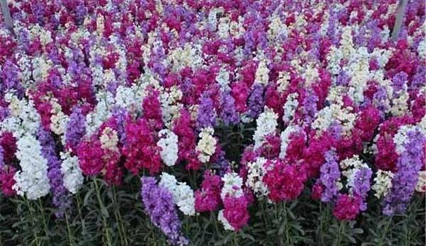 عکس گل همیشه بهار