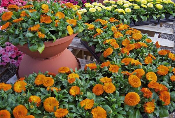 عکس گل همیشه بهار