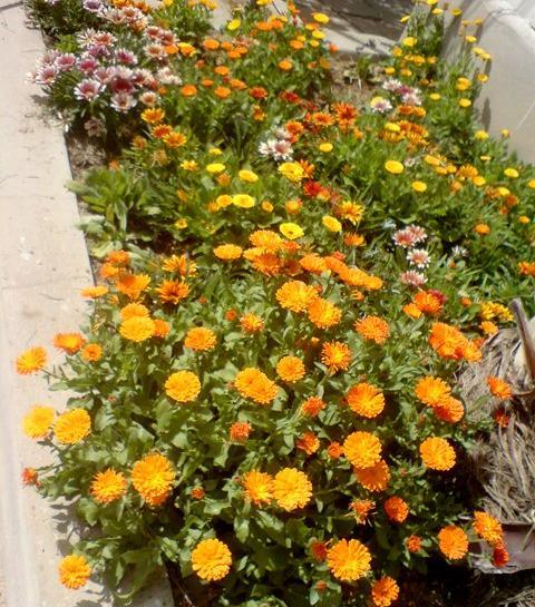 عکس گل همیشه بهار