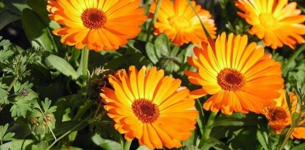 عکس گل همیشه بهار