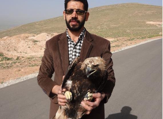 عکس عقاب صحرایی